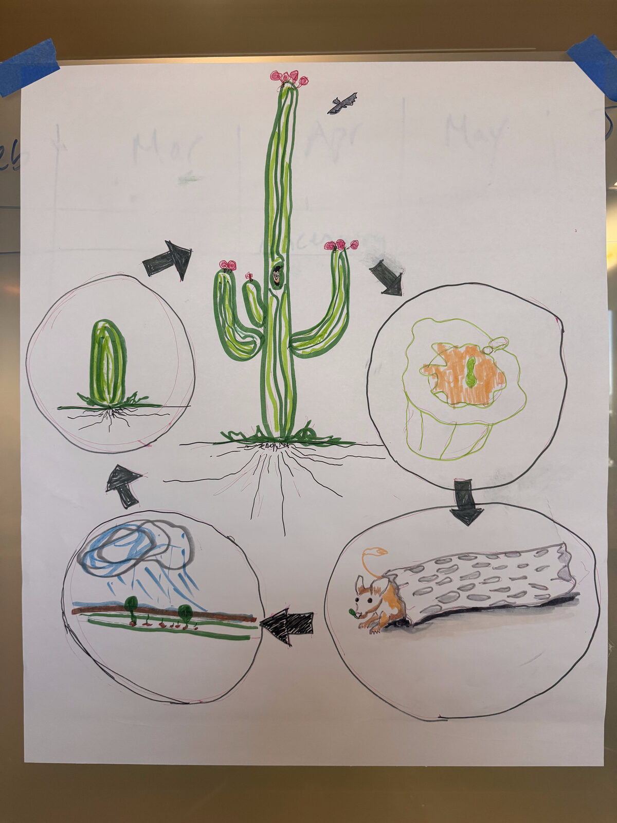 Hand-drawn saguaro cactus in bloom at center, ringed by life-cycle stages: seedling, flower, fruit, a rodent carrying a seed, and rain over a landscape.